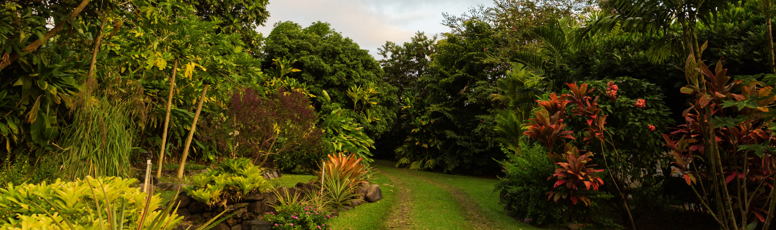 Hawaii Superfoods: Ancient Ingredients with Modern Health Benefits